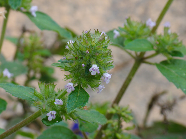 Swine And Poultry Feed Additives Essential Oil Nutrition-Phenols TK 20kgs/Bag