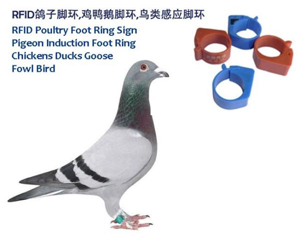 RFID Poultry Foot Ring Sign, RFID Pigeon Foot Ring, Chickens Ducks Goose Induction Foot Ring,  Induction Fowl Foot Ring
