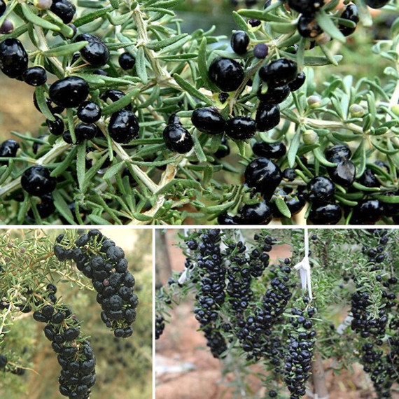 Hot selling Anti-aging Product Natural Anthocyain Chinese Dry Fruit Wild Black Wolfberry