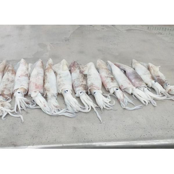 Freshness Squid Dried Fish Chinensis 18cm - 25cm Iso Certification