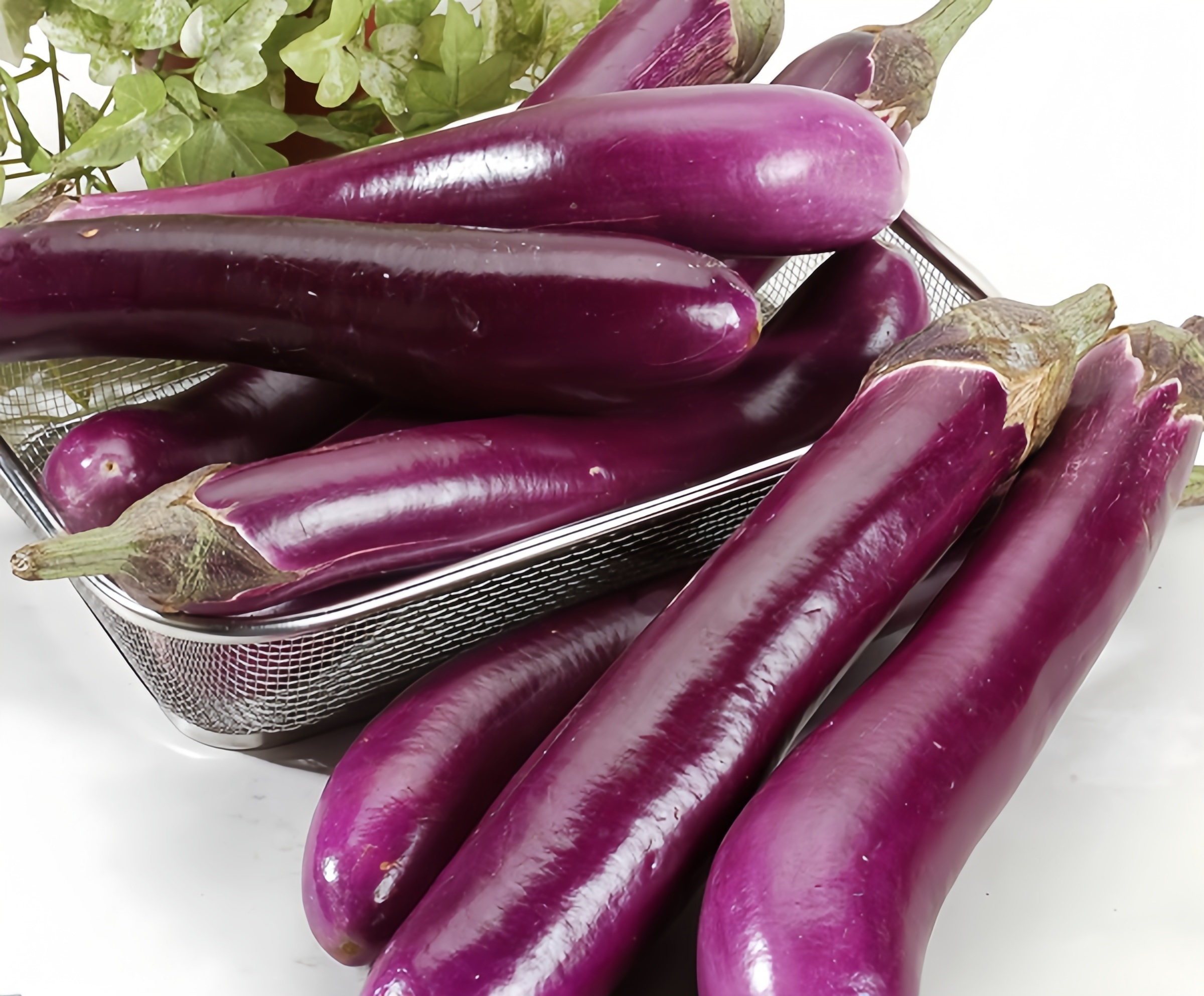 Changfeng No.2 Hybrid Long Purple Eggplant Seeds For Planting E18
