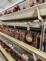 Coop de frangos de porte médio e resistente, com ventilação, garante uma gestão óptima dos pintos.