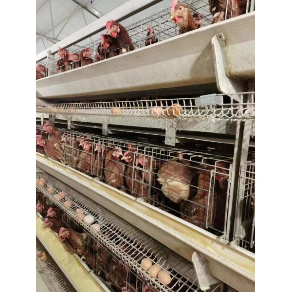 Durable Medium Broiler Cage For Little Chick Management