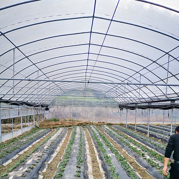 Film Cover Fiber Glass Greenhouse 8m Tunnel Width With Cooling Pad