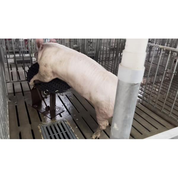 Individual Cage Livestock Farm Equipment Hot Dip Galvanized Steel Boar Pen