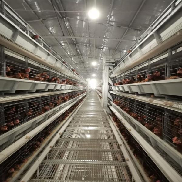 Les poules posent des cages de poulet de batterie que le type du système H a galvanisé 384 oiseaux/ensemble