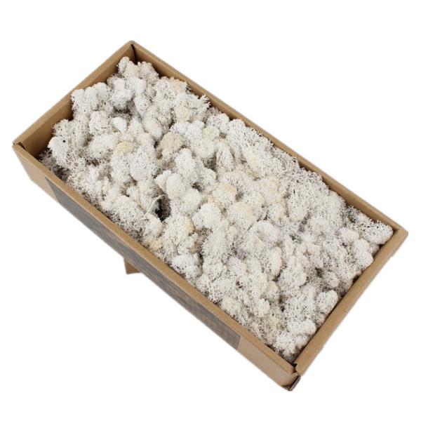 Stabilized Valentine Gift Preserved Natural Moss In Box