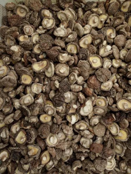 Umidade secada saudável do cogumelo de Shiitake 11% nenhuns odores estrangeiros
