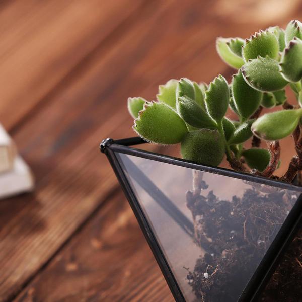 Mini Metal Tabletop Geometric Air Plant Holder , Himmeli Decor Glass Air Plant Holder