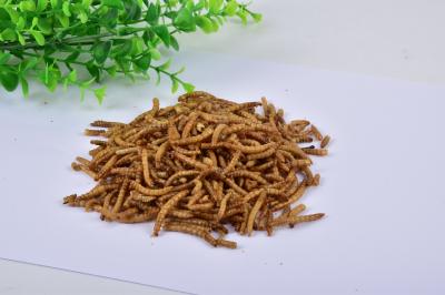 stock fish catfish meal animal feed dry meal worm dry mealworm dried mealworms