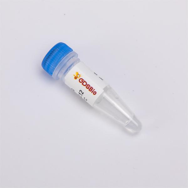 T4 Gene 32 Protein #P1121