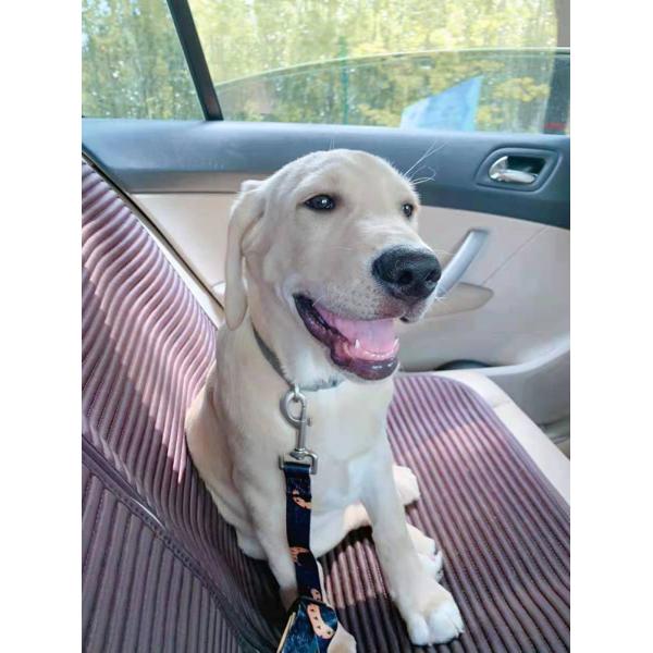 Safety Pet Car Seatbelt Dog Wearing Seatbelt For Middle Seat