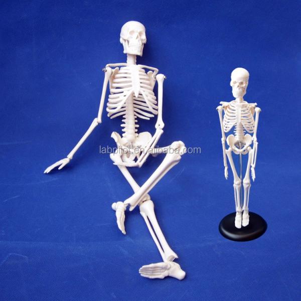 Customizable Logo Advanced PVC Flexible Skeleton Model with Movable Jaw and Material 45CM