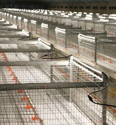 Closed Broiler Farming House with Prefabricated Components Mesh Windows for Airflow and Carbon Structural Steel
