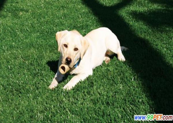 Fora do cão sintético de vista natural grame o material decorativo do PE do relvado