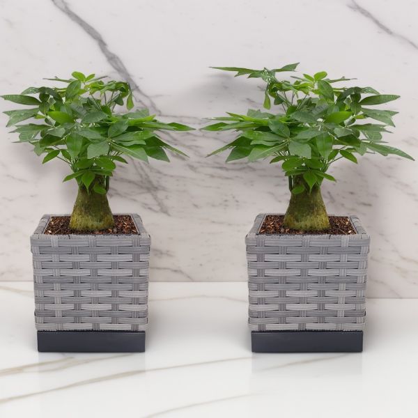 Set of 2 Latest Popular Garden Planter Metal Frame Weather Resistance PE Rattan Flowerpot Plant Pot
