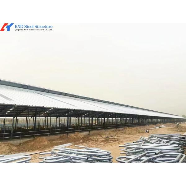 Granjas de ganado de acero fácil de instalar Edificio de granja de vacas prefabricado