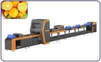 La Manche de tri automatique de t/h 4 de Sugar Orange Grading Machine 18.65KW 10 intelligente