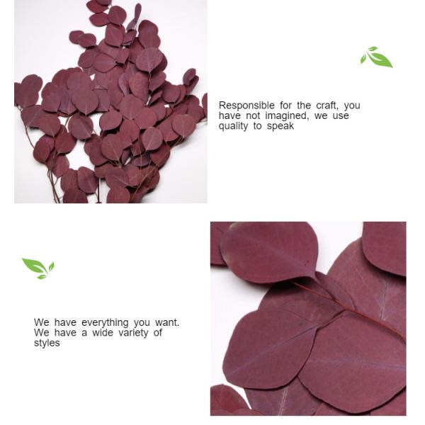 Decor Wedding Ornament Preserved Foliage With Round Leaves Green Plants