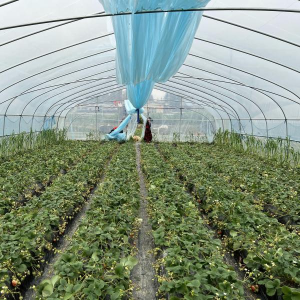 Клубника растя парник аграрного одиночного тоннеля пяди 2m пластиковый