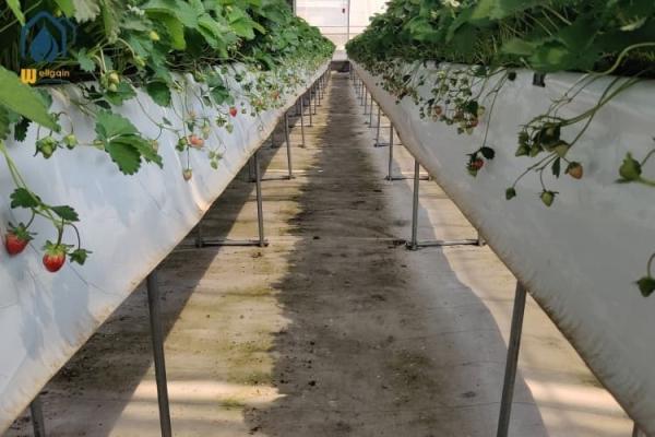 Indoor Strawberry Growing Troughs Greenhouse PVC Hydroponic Gully Vertical Farming System