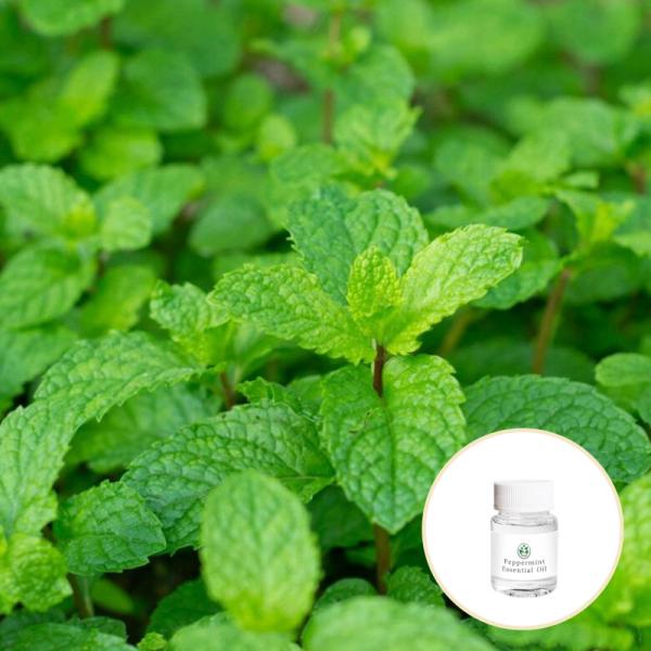 Cas 68917 18 0 Wholesale Bulk Peppermint Essential Oil For Cosmetics/Massage Peppermints Oil