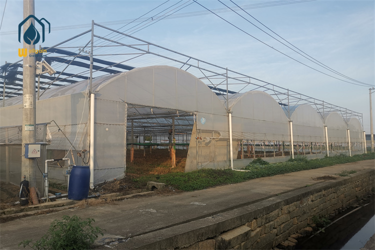 Multi Span Greenhouse with Hot Water Heating System for Cold Climate