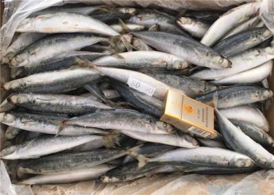 isca de pesca congelada 8pcs