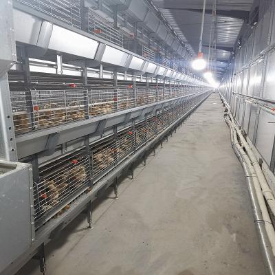 Séries Chick Brooder Cage Rearing From 1 do metal 4 dias de idade a 16 semanas
