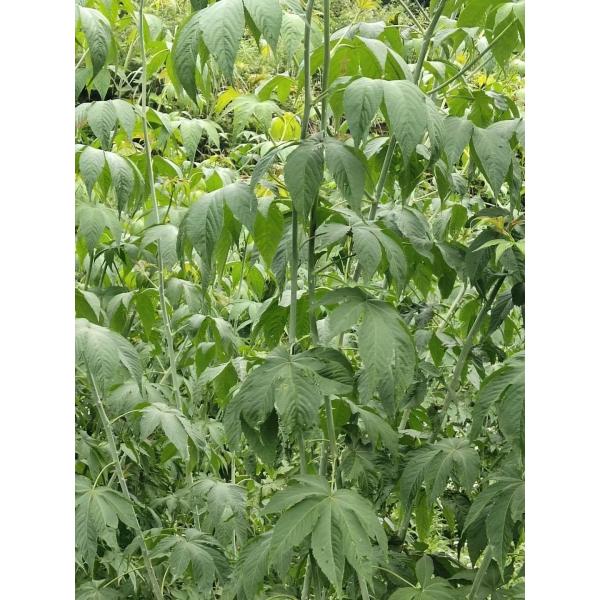 Wholesale blackberry sweet Leaf Tea Healthy Care Chinese Herbal Bulk Tea for Sale