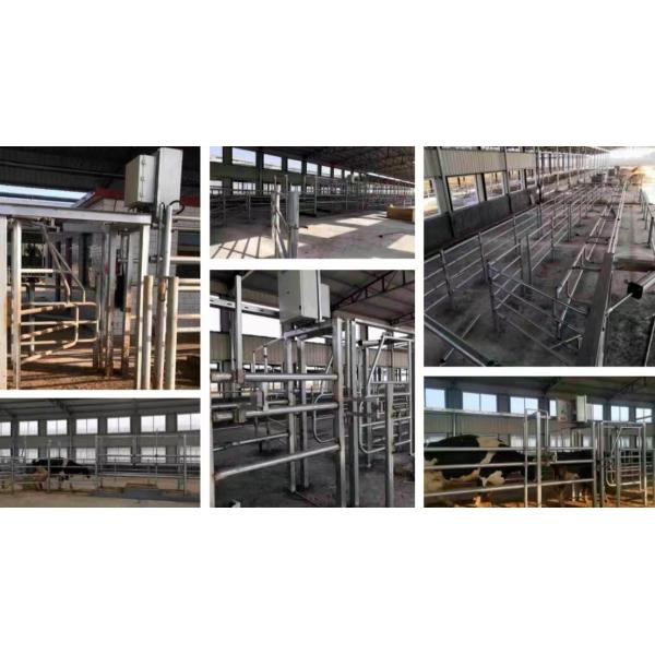 Granjas de ganado de acero fácil de instalar Edificio de granja de vacas prefabricado