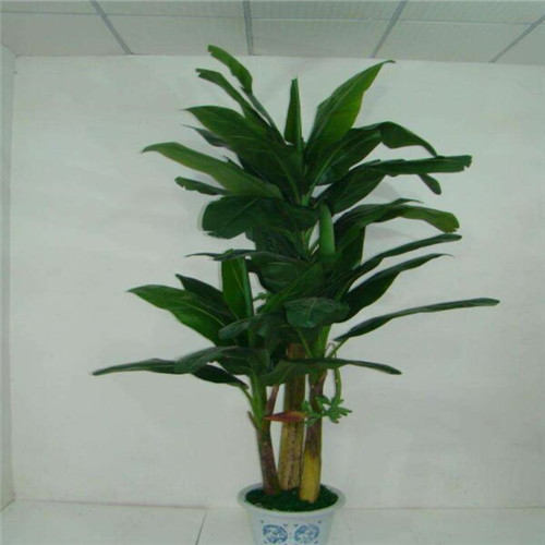 Silk / Plastic Artificial Green Plants Musa Basjoo Plant Pot For Hotel And Plaza