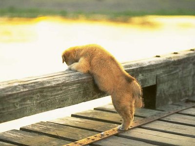 Extracto de carne bovina Aumentador de sabor dos alimentos para animais de estimação para nutrição Q/76538455-2.1-2023 Standard