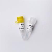 Un mélange principal de l'étape RNA/DNA droite QPCR avec UDG V3