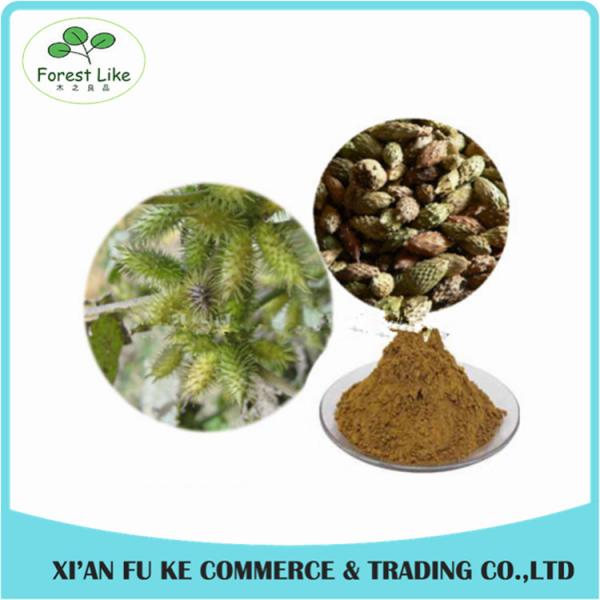 Low Price Siberian Cocklebur Fruit Extract Powder 5:1 10:1