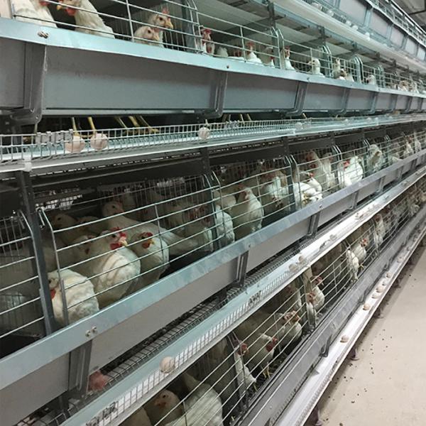 Saudi Arabia H Type Automatic Battery Chicken Cage System Indonesia Poultry Farming Equipment
