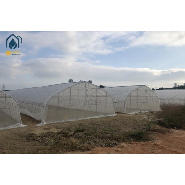 Agricultural Tunnel Greenhouse Industrial Hydroponic System Greenhouse For Tomato And Cucumber