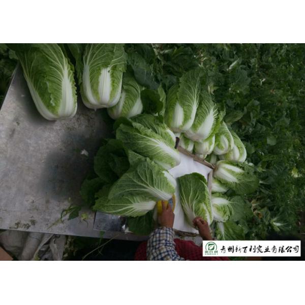 Frozen Vegetable Factory Napa Cabbage Plant Can Lower Blood Pressure