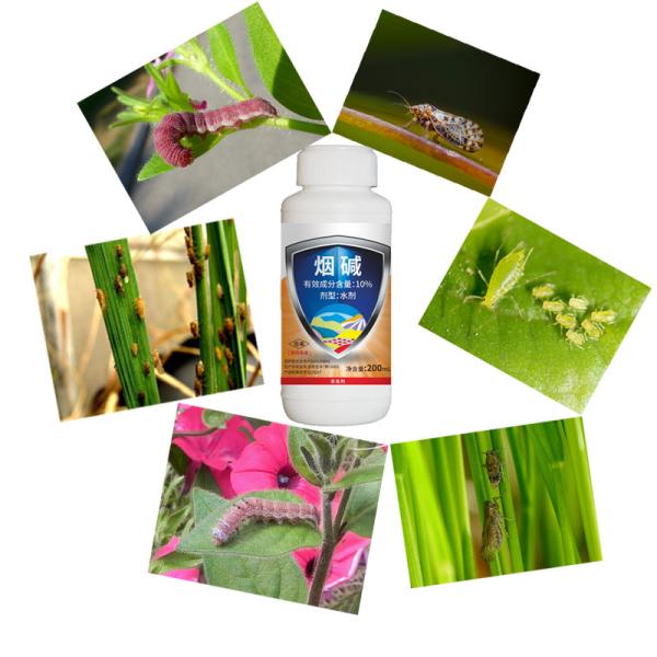 10% Insecticida de ácaros orgânicos para plantas comestíveis