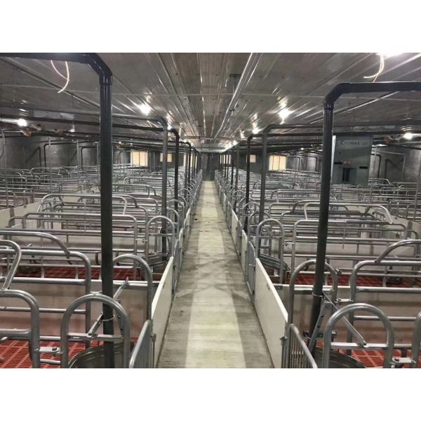 Physiological Parameter Based Design Pig Breeding Equipment RFID Intelligent Sow Management Cable Tray