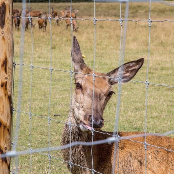Galvanized Farm Fence 1.8m Height Livestock Wire Fencing Easily Assembled for Ranch and Grassland