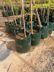 Garden Fence Home Decoration Raw Bamboo Poles Tonkin Solid Bamboo Poles