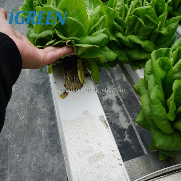 Commercial NFT Hydroponics System Single Layer