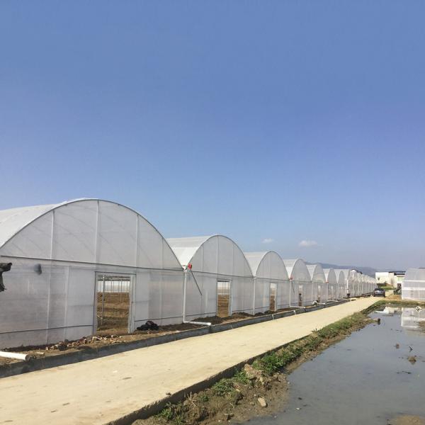 8-60m Length High Tunnel Plastic Film Greenhouse Customizable Size For Agriculture And Flower Production