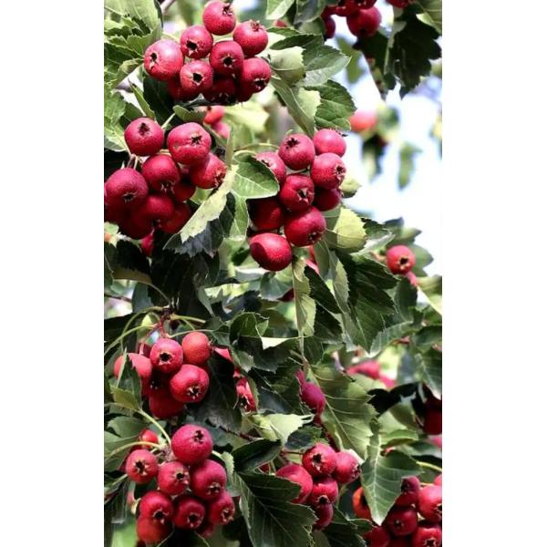 OEM Espino chino seco Crataegus Pinnatifida Bunge Sabor fresco y natural