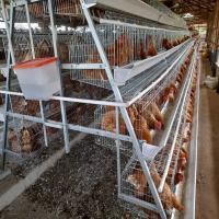 Le manuel et l'acier automatique de poulet de couche mettent en cage un cadre