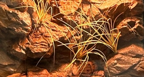 Water Retardant Reptile Enclosure Background Mildew Proof Lizard Enclosure Background