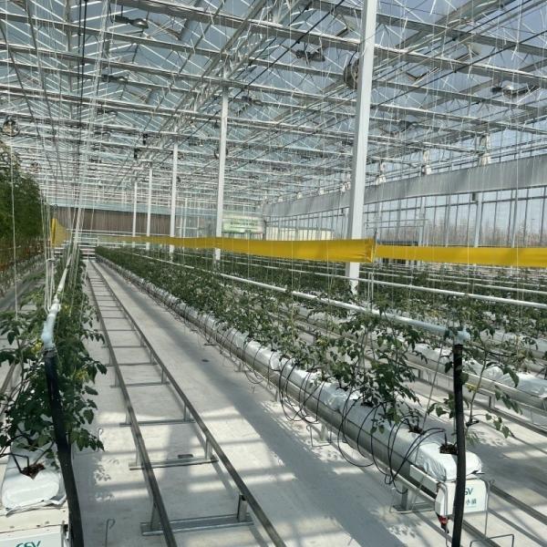 Venlo Tempered Glass Greenhouse with Hydroponics Growing System Large and US Currency