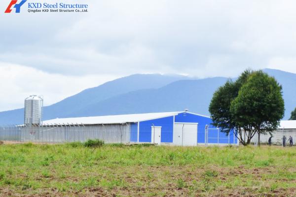 Automatic Steel Poultry House Prefab Broiler Chicken Houses with Ventilation System