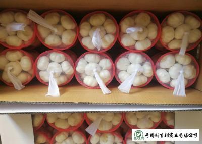 Reducing Bacteria Fresh Organic Garlic 9 Months Shelf Life Supply For Supermarket